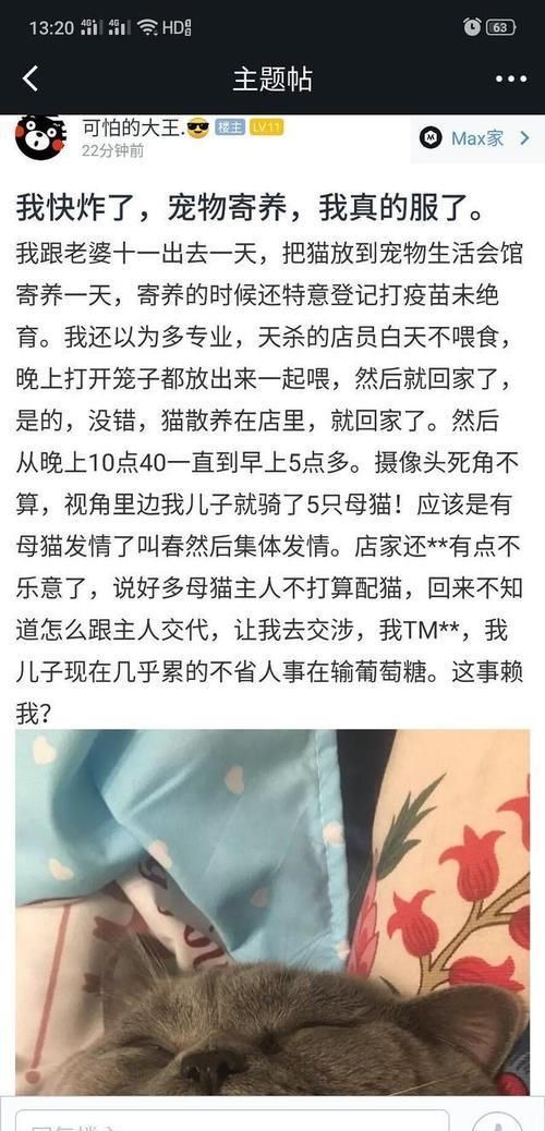 赢家|公猫一晚上宠幸了五只母猫，累到虚脱，靠葡萄糖续命，猫生赢家