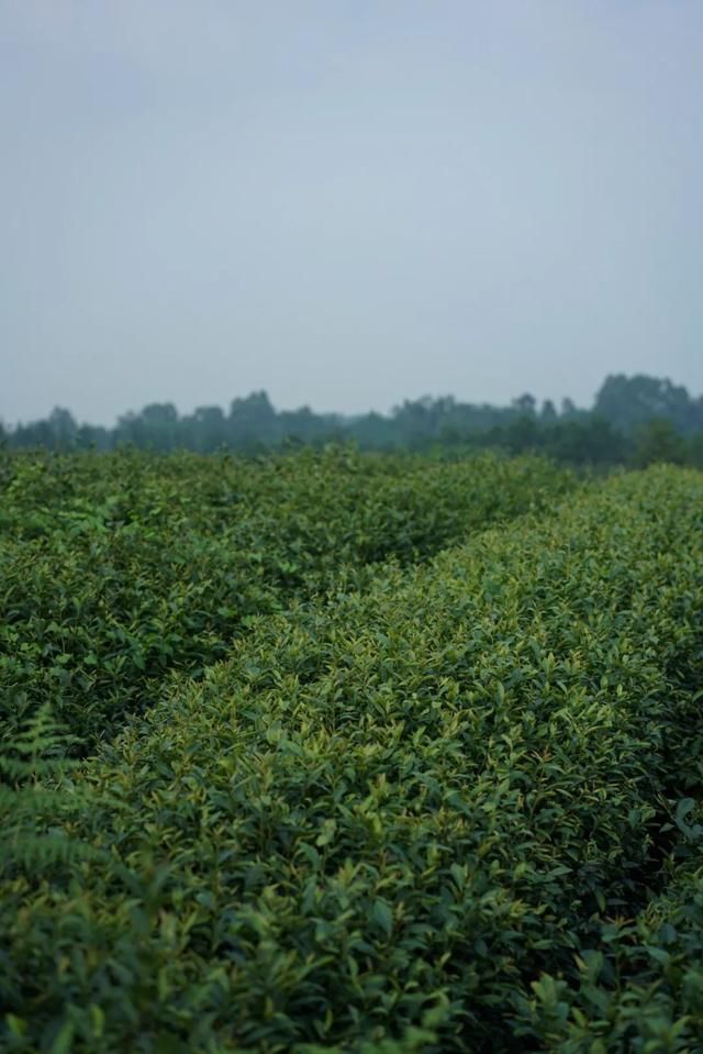  读城|〔读城〕成都地标产品之十：蒲江雀舌，追寻老川茶之根