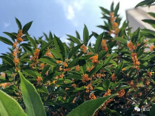 秋天|当桂花“遇见”美食,一顿桂花宴让你“吃掉”整个秋天!