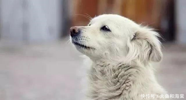 教养|抱歉!连流浪狗都有的教养,有些人却没有