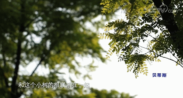  生活|这档被埋没的神仙综艺，值一个热搜！董卿插花比主持更美