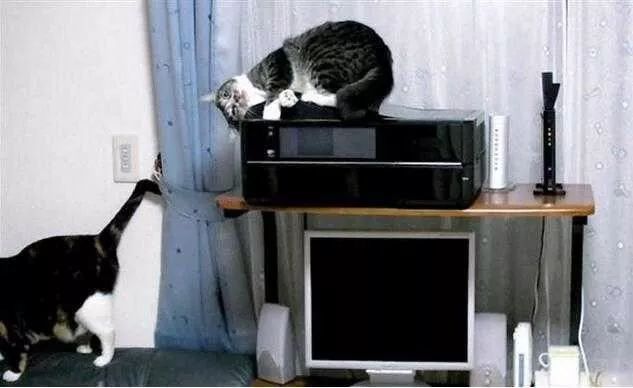  小狗|蒙城：这条小狗居然成了“纵火犯”