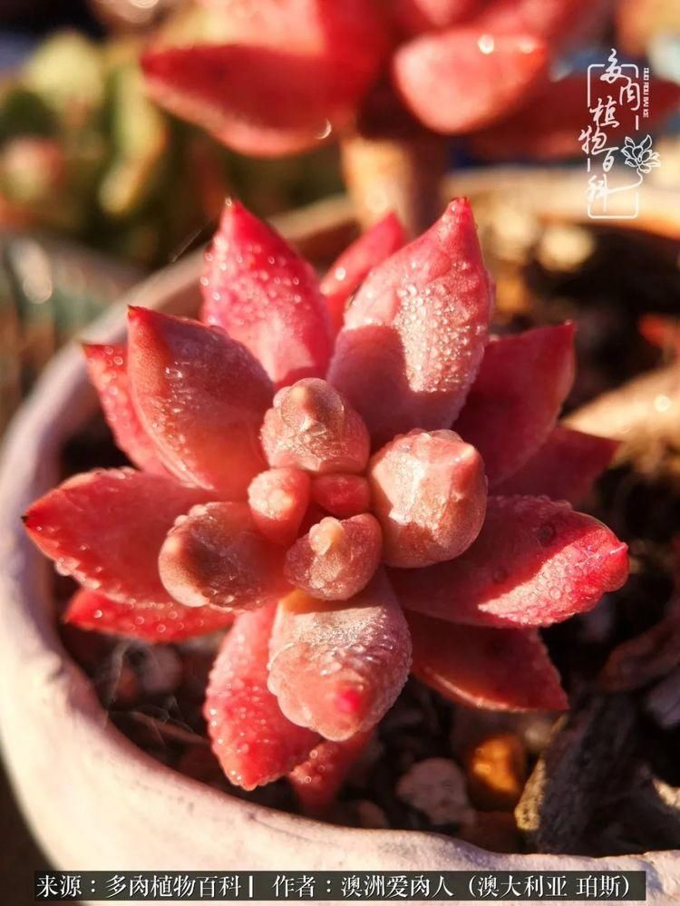 血放|多肉让你把血放，文玩掏空你家当，你要在哪个坑里乘风破浪？