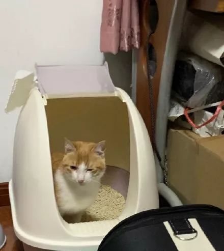  姿势|猫咪拉粑粑的奇葩姿势，忍住不要笑，铲屎的要面子的啊