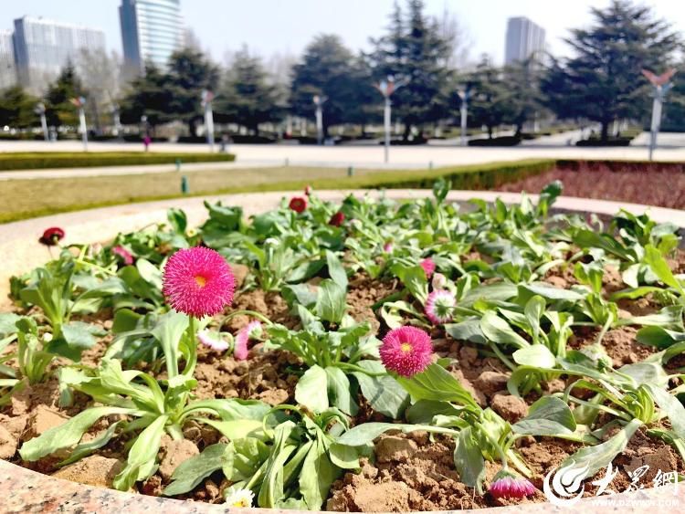 潍坊市人民广场时令花卉上新啦！