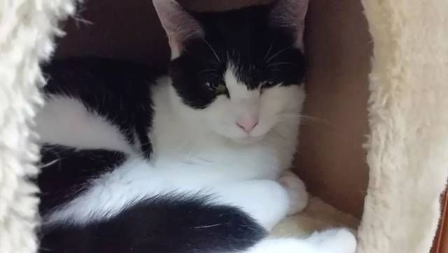  猫咪|只为开猫咪咖啡馆，女子日均开销不到15元，34岁前买下3栋楼！