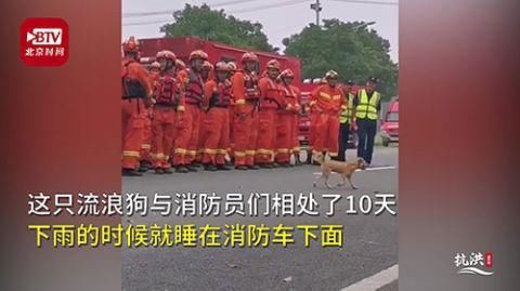  调侃|流浪狗送别消防员被送上绊脚摔 网友调侃：终究是错付了