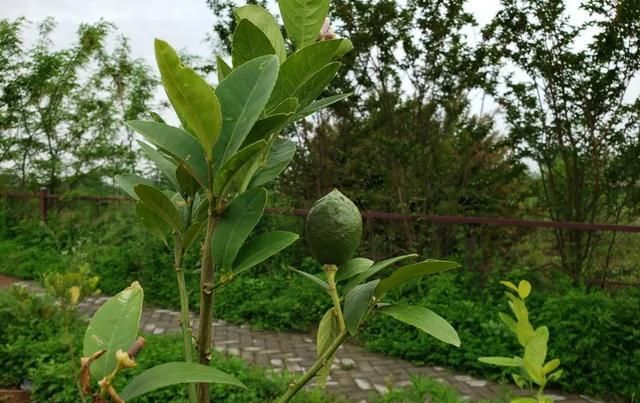  水果|鼓掌！多种热带水果在公安“安家”