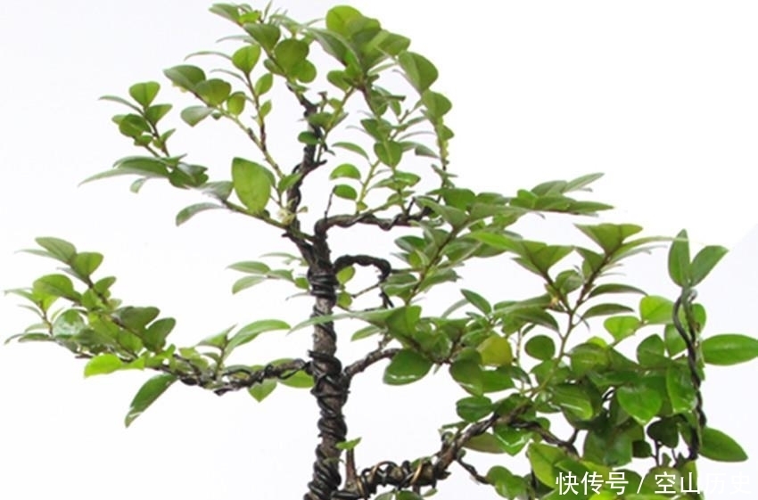 有钱人|此花自古以来就是帝王之木,镇宅之宝,有钱人都养它