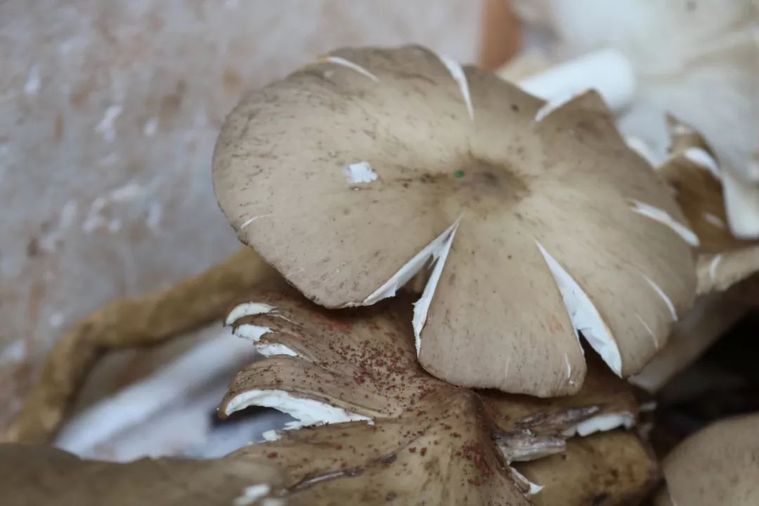  斗鸡|就问你晓得仁寿“斗鸡公”不？