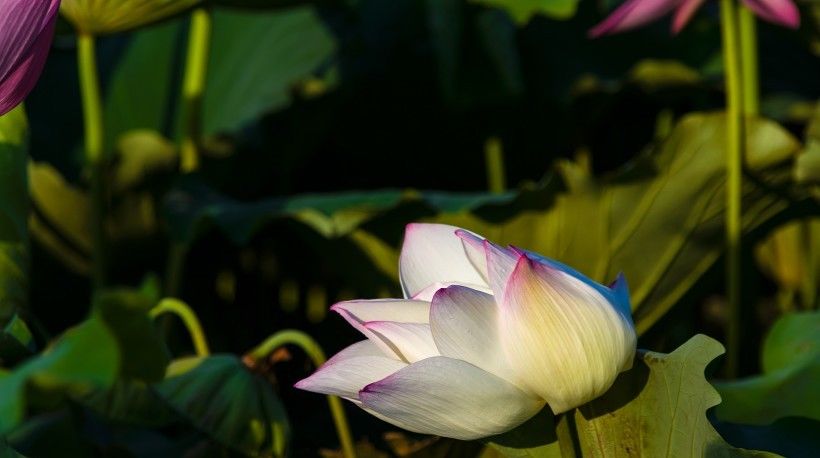 健康运势|8月开始双喜临门,横财一大把,穷日子过成好日子的四大属相