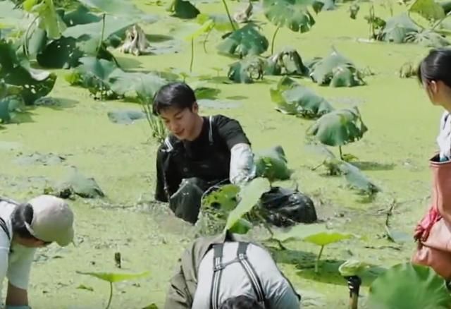  泥里面|《向往的生活》明星下藕池，镜头扫过角落，节目安全防范意识强