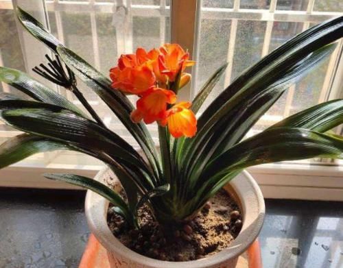 营养物质|鸡蛋壳没用、要扔掉?洗洗、晒晒、磨碎,养花'高钙肥'有了