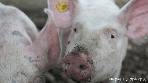  大富大贵|大金猪：最近半年成为人生大赢家，横财天天有，注定大富大贵