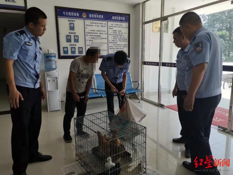 人力三轮车|为讨女友欢心58岁惯偷一周盗窃100多只鸽子和鸡鸭…