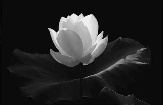  莲花|一个老外拍的荷花，惊艳