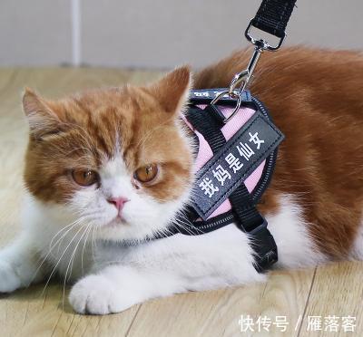  拉绳|猫能用拉绳吗？你知道如何正确溜猫吗？