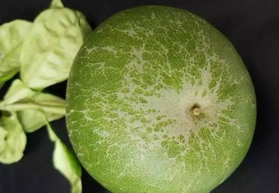 解决|多种病虫害可导致柑橘花皮果，一次讲明白！并附上详细解决措施