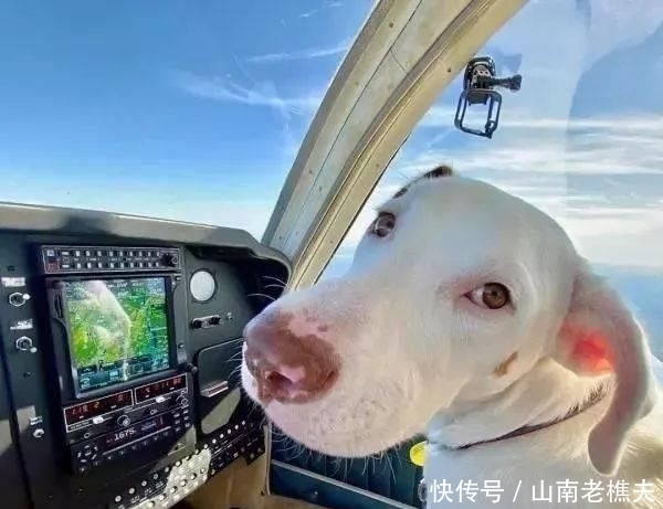  贷款|工程师贷款买飞机，2年来救助上千只毛孩，帮助它们逃离安乐死
