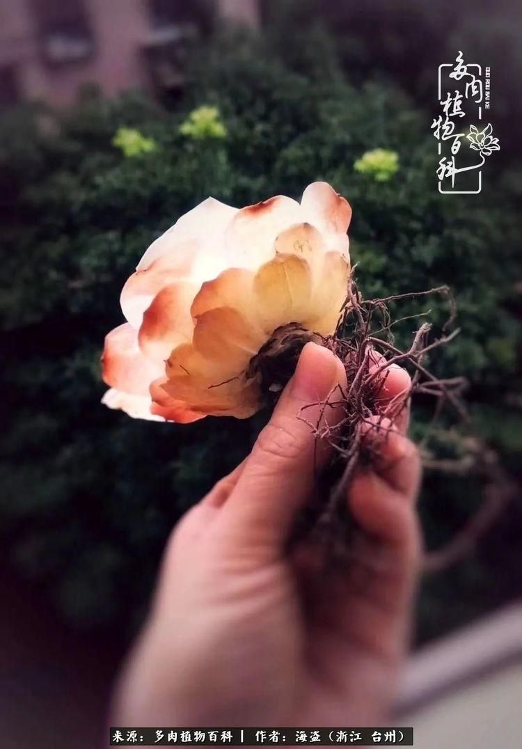  梅雨季|干货：高温高湿梅雨季，山地玫瑰养护提醒，帮你远离黑腐！