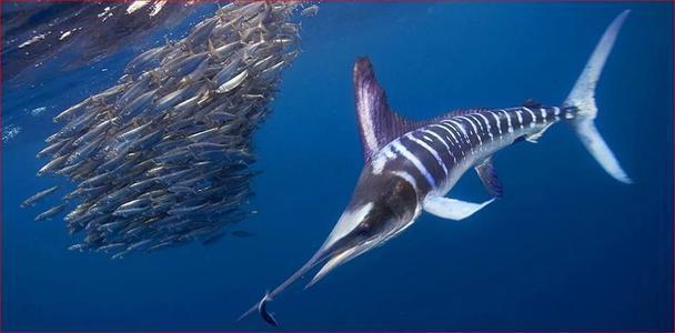 速度|它们是海洋顶级猎手,游速最快、可刺穿潜艇