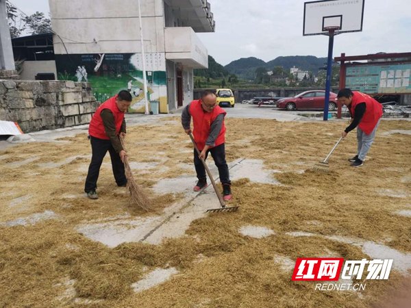 水稻|团县委组织团员青年志愿者助农抢收水稻