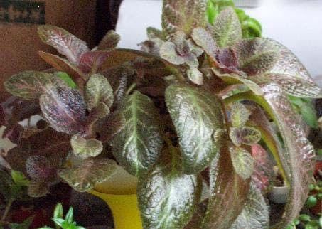 养耐|秋天光照不如夏天强，适合养耐阴花，叶子美得像油画