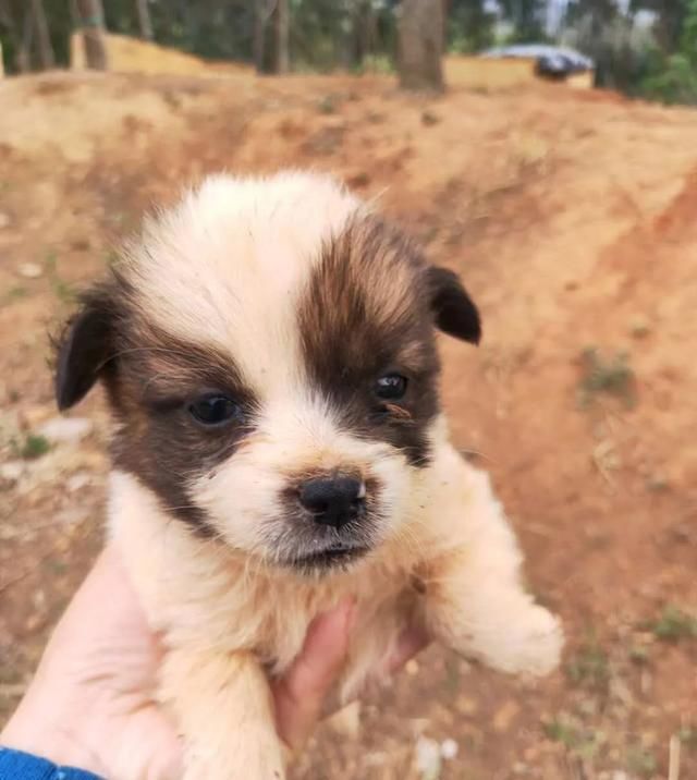  出场|记者深入调查：楚雄市被抓的流浪犬哪去了？