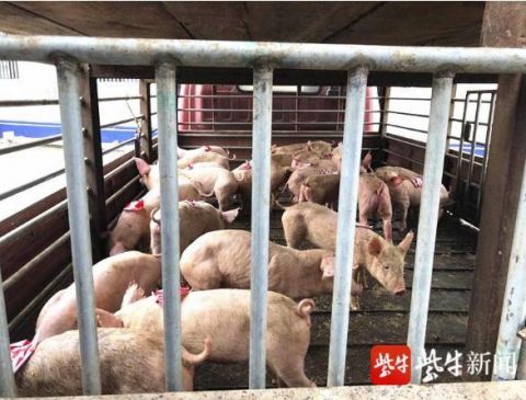 进驻|深夜，偏僻猪场内28头价值10万元的小种猪被盗，警方进驻一周“揪”出内鬼