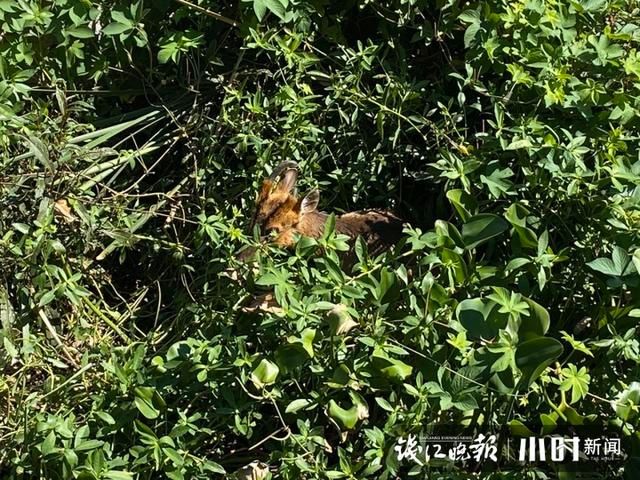 下水道|爱了爱了,消防员救了一头“小鹿”!不不不,那是黄麂