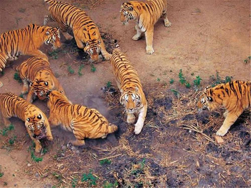  产仔|华南虎拯救计划：5只华南虎送非洲，产仔不到30只，如今何去何从