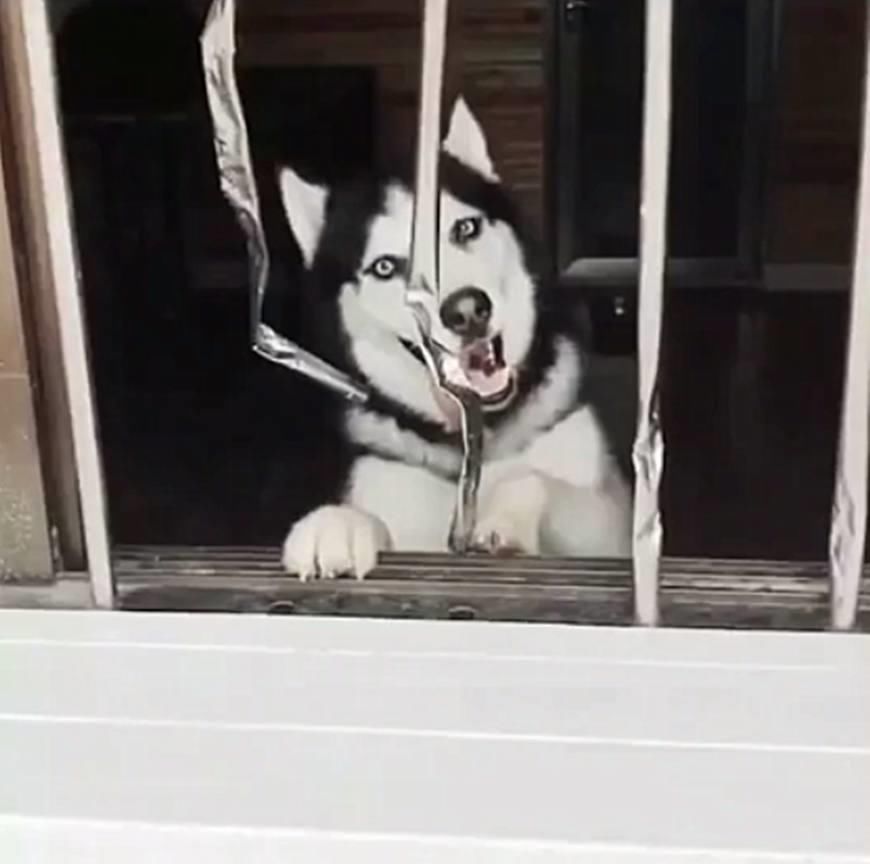 表情|二哈拆家毁物,主人找来了金毛管教二哈,结果二哈的表情亮了