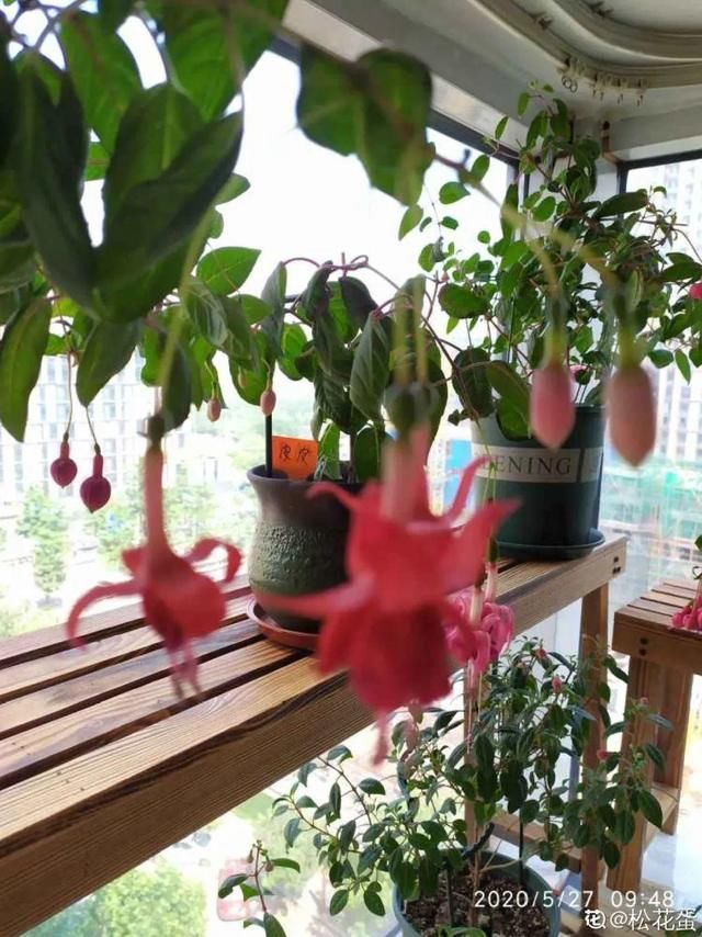  新芽|花养成光杆司令，赶紧这么救，3天冒新芽