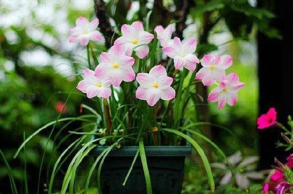  惊喜|这3种花不开花像野草，很多人都以为是野韭菜，开花后令人惊喜