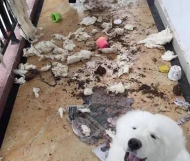 最终|萨摩耶换牙期在家里造反，最终被主人强制安排，这下没脸见人了