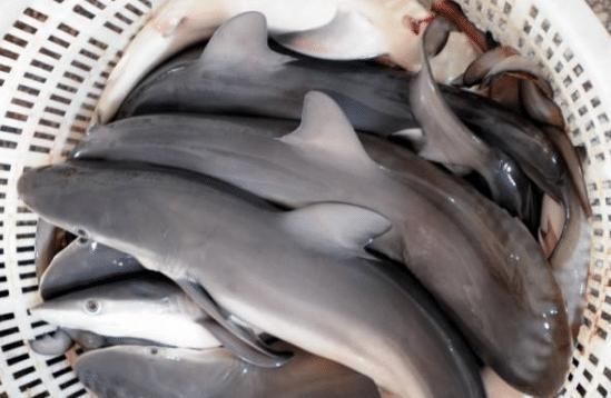 人类端上|“海中霸王”入侵中国,刚来就成了盘中餐,简直丢尽入侵物种的脸