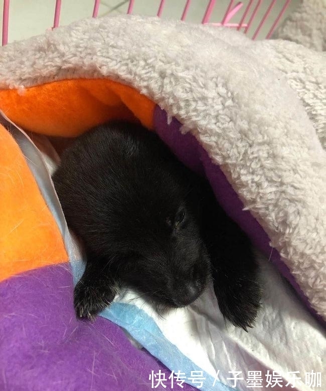 东兴物流园|数千宠物死在韵达滞留园:现场包裹遍地 恶臭难闻