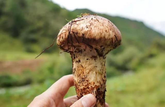 煲汤|土豪们喜欢的4种美食,尤其用其中一个煲汤,太奢侈了