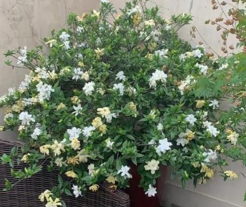 营养物质|鸡蛋壳没用、要扔掉?洗洗、晒晒、磨碎,养花'高钙肥'有了