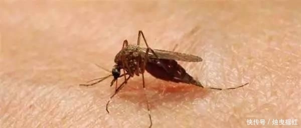 惊讶|盘点19个杀人最多的动物排行榜, 第一位令人惊讶!