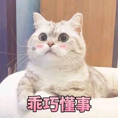 猫咪|猫咪：这年头……我们当猫的太不容易了！