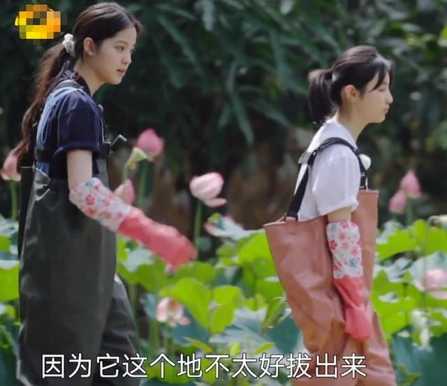  泥里面|《向往的生活》明星下藕池，镜头扫过角落，节目安全防范意识强