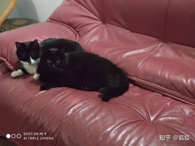  猫会|流浪猫会不会羡慕宠物猫？会！