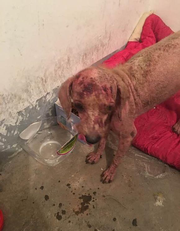  收养|女儿发现流浪小狗一直跟着我们要收养，妈妈看见狗狗即欣慰又难过