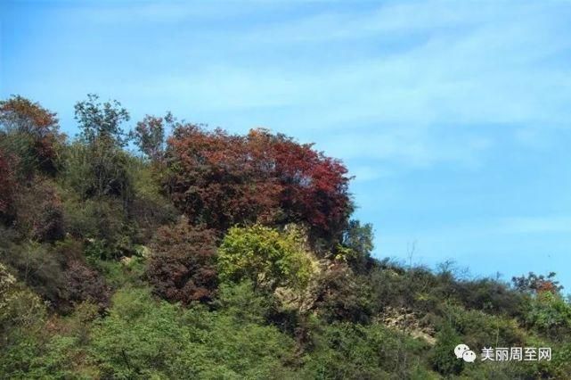  周至|周至有一种风景，叫青山红叶！