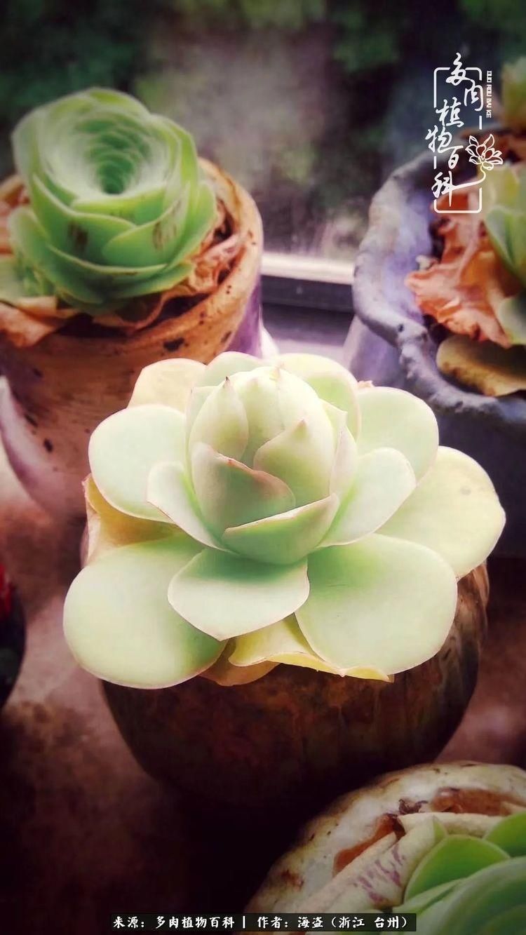  梅雨季|干货：高温高湿梅雨季，山地玫瑰养护提醒，帮你远离黑腐！