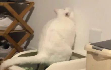  姿势|猫咪拉粑粑的奇葩姿势，忍住不要笑，铲屎的要面子的啊