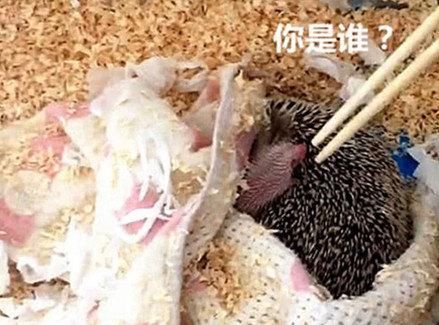  状况|小刺猬最近不吃不喝，主人赶紧查看状况，翻开身子一看却乐坏了