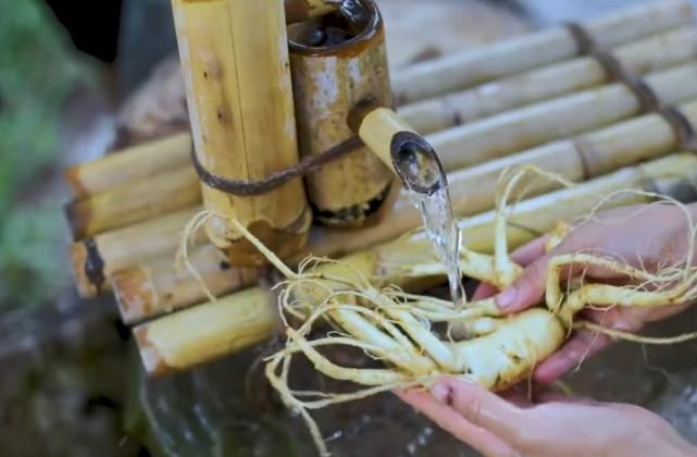  传承|李子柒赋予自身积极的正能量，巧制香甜参蜜传承古典美食