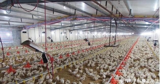 为啥|一只鸡就两条腿,肯德基鸡腿为啥能供应不断,带你去养鸡场看看